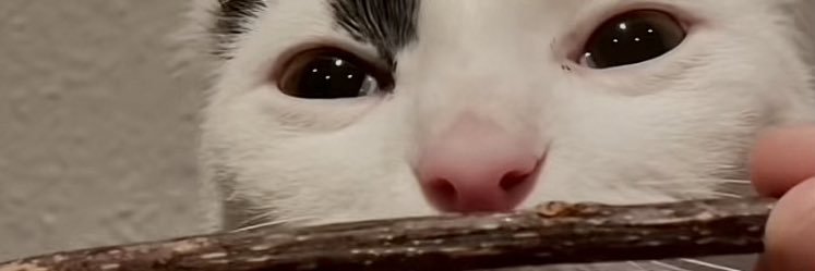 jay!! goalie lover banner