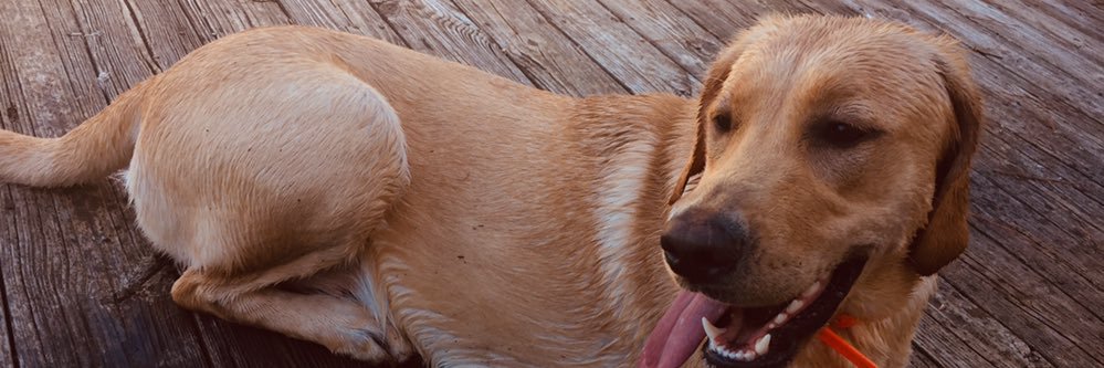 PrincessHuggins's profile banner image