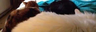 Molly, Willow +Gizmo🌈 & Rufus 🌈 banner