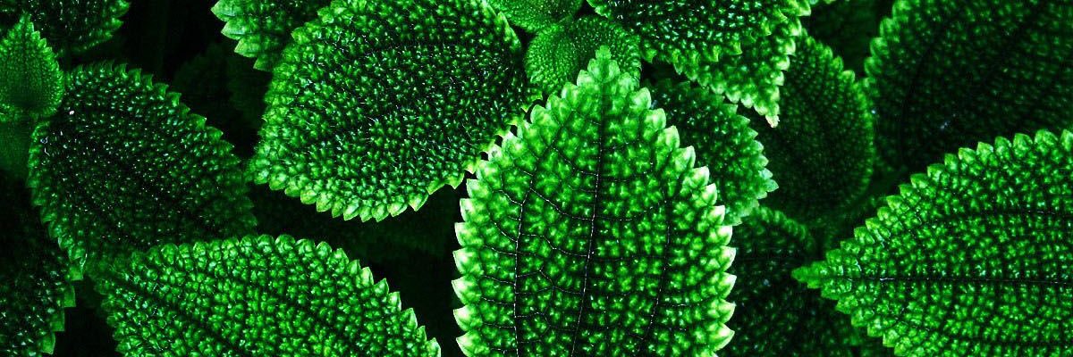 Gerald Guevara banner