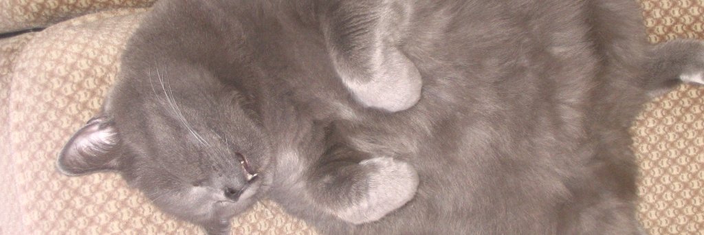 FrancoiseSegain's profile banner image