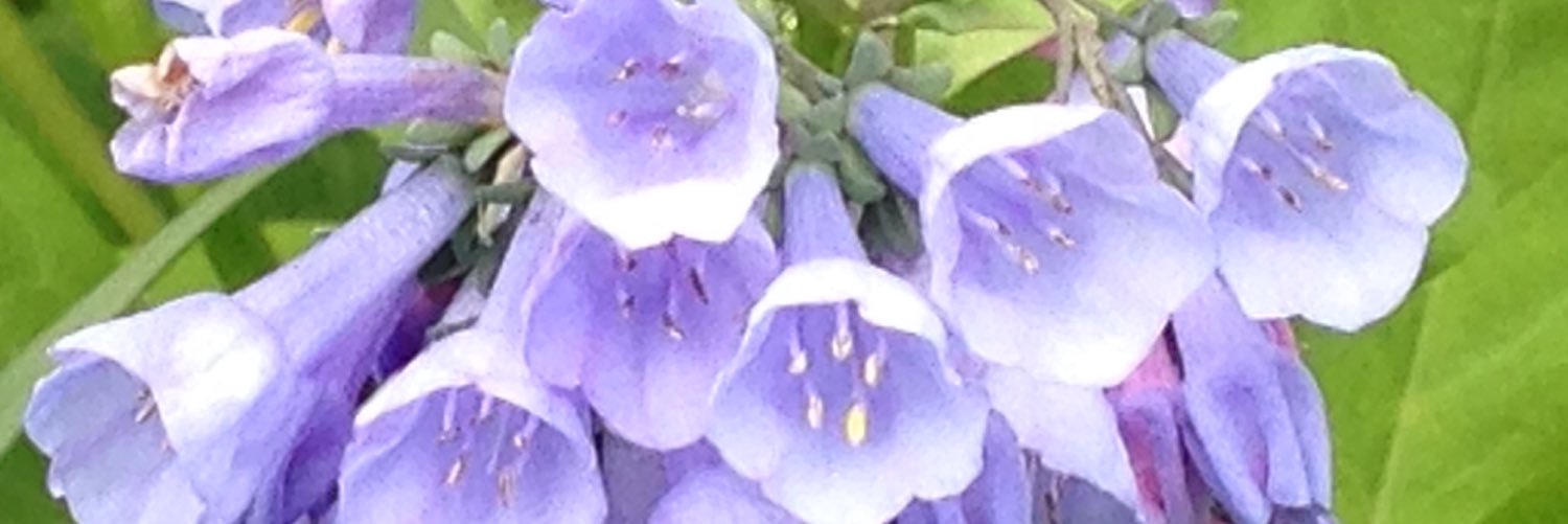 SallyOneacre's profile banner image