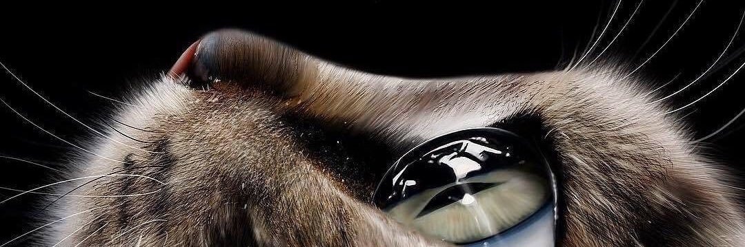 私のヤギ ✨☀️𓃵 banner