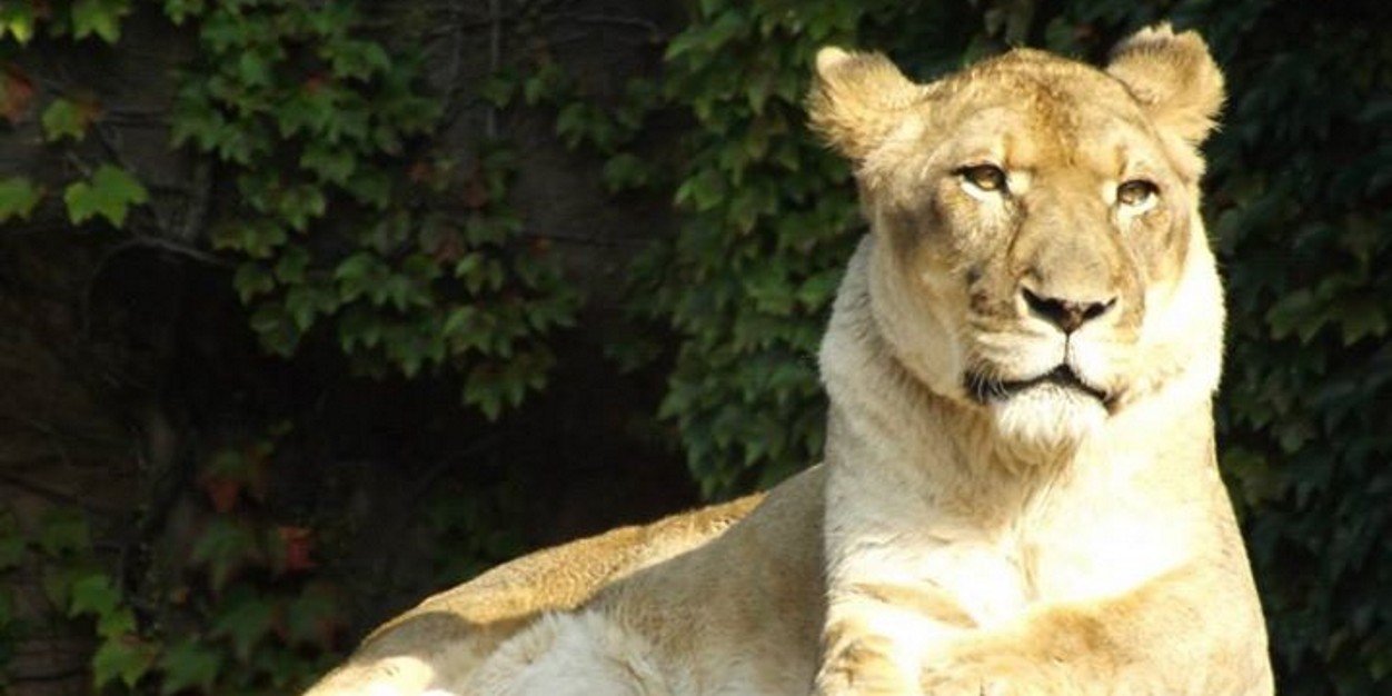 Tatiana Walk-Morris banner