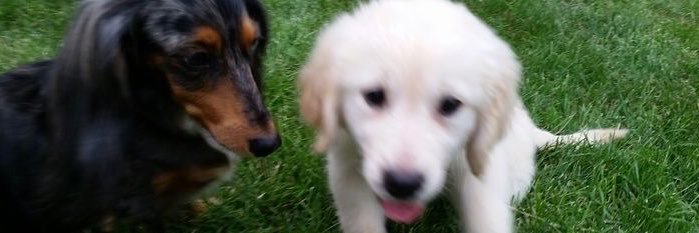 sofish_cakes's profile banner image