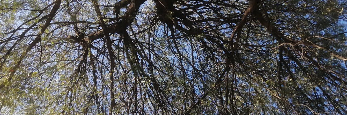 canulookather's profile banner image