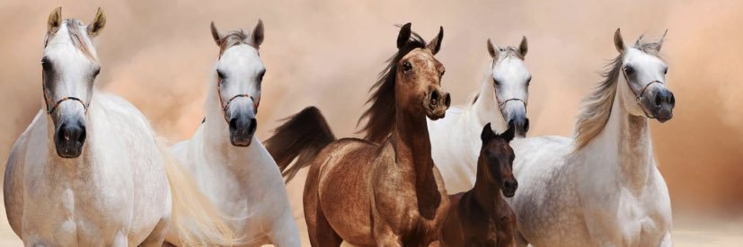 saoud1252's profile banner image