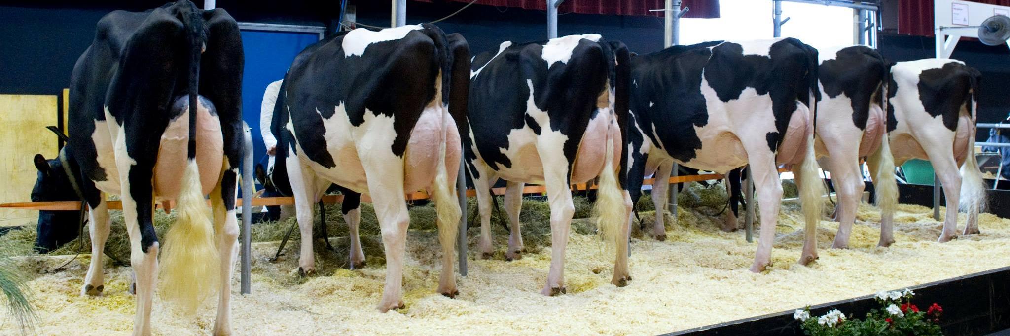 World Wide Sires banner