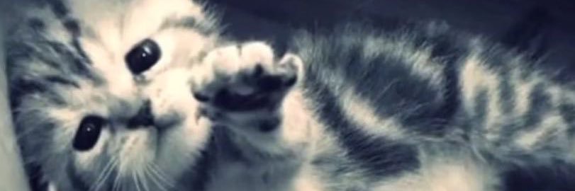 g0rdafancy's profile banner image