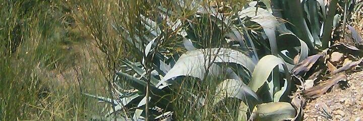 reiner kepler banner