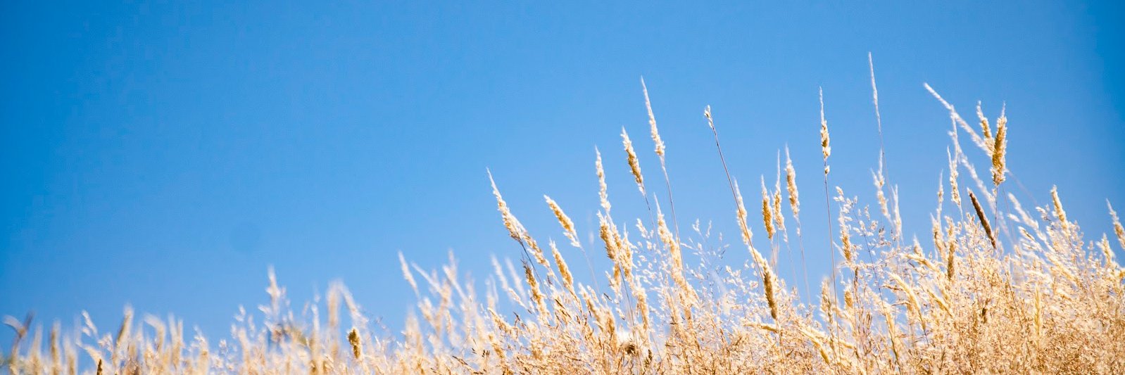 Prae Songprasit banner