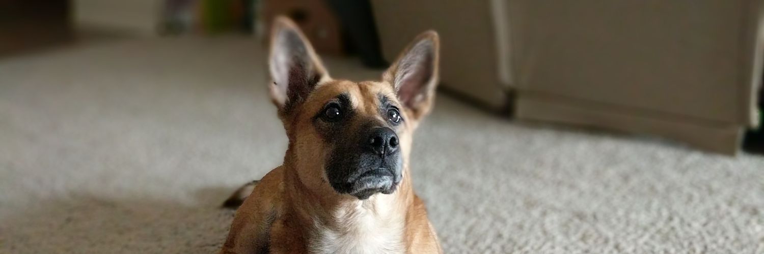 AdamSchreiber3's profile banner image