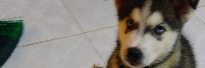 MaAlGuAl's profile banner image