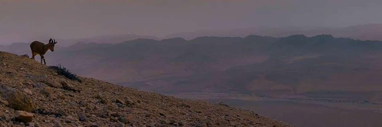 דינה דיין banner