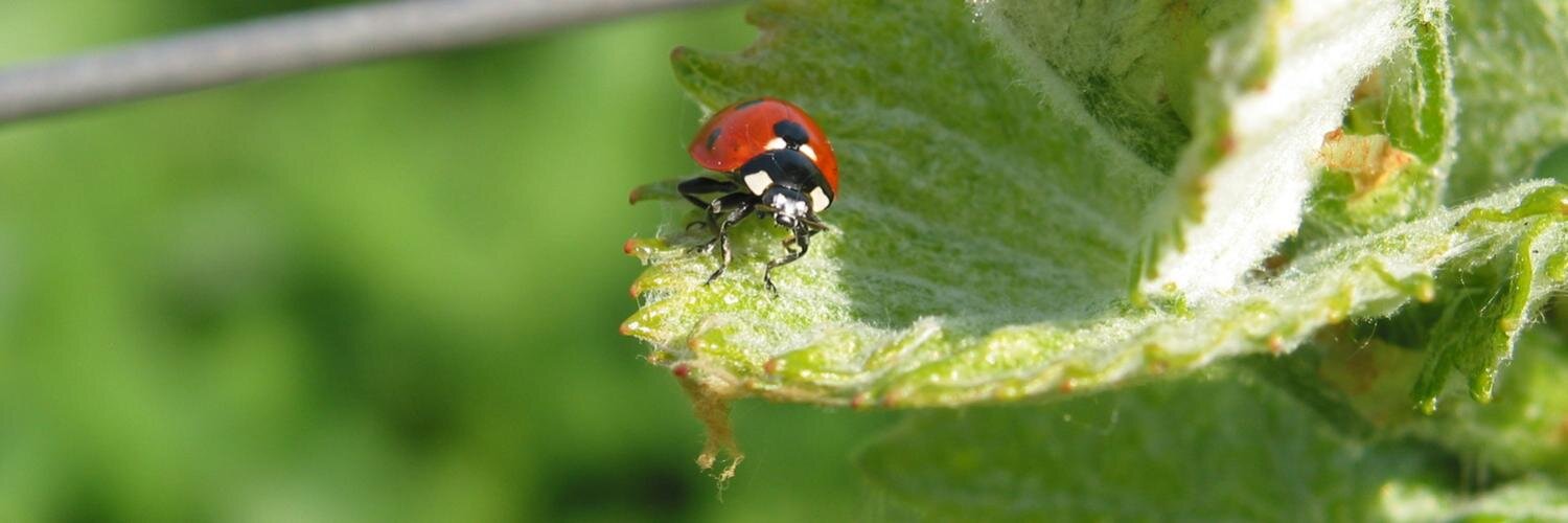 weingut_richter's profile banner image