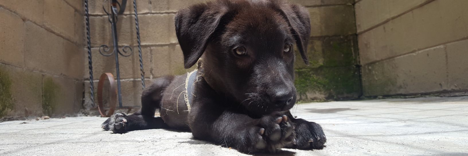 squirrolo's profile banner image