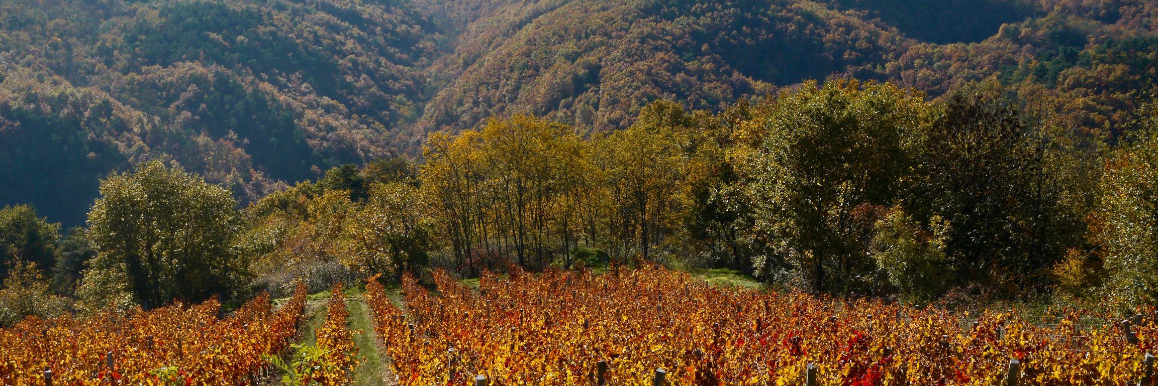 DMSelections's profile banner image