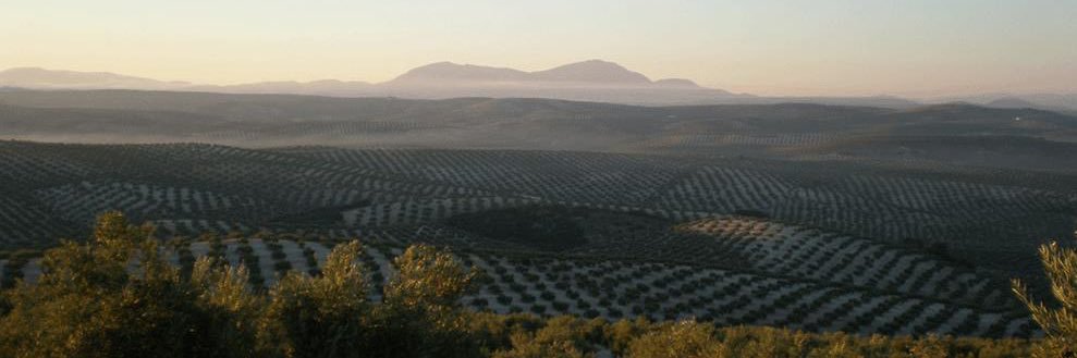 S. MÉDICO ANDALUZ JAÉN banner