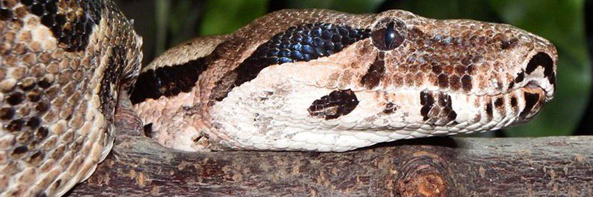 snakes alive (@SnakesAliveUK) / Posts / X
