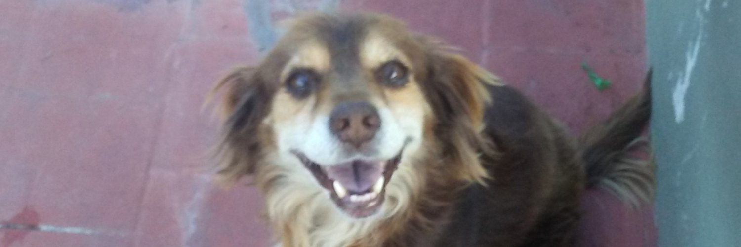 aribocha666's profile banner image
