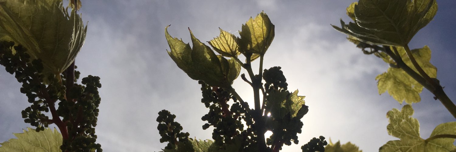 Fromthegrapevine banner