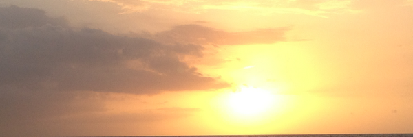 Gaviotagma Profile Banner