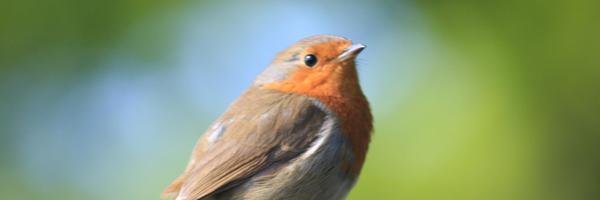 Birds_UK Profile Banner