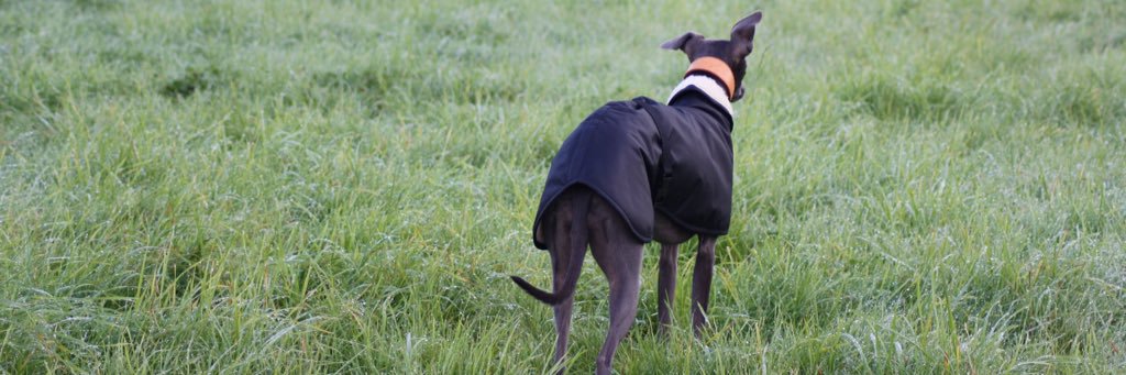 TrendyWhippet's profile banner image
