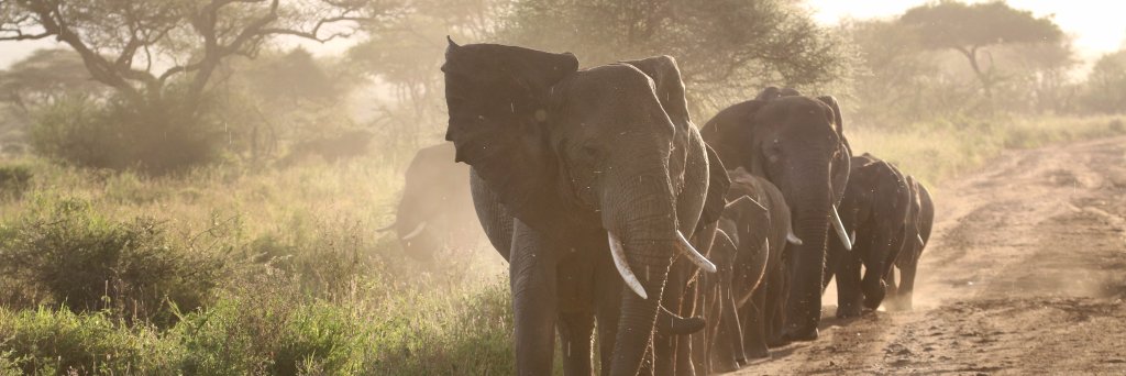 jtasafari's profile banner image