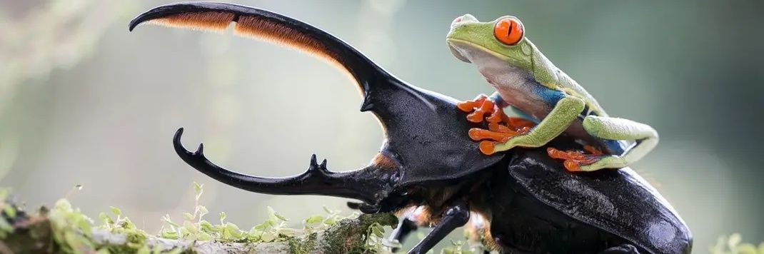 Dr Hugo Alejandro Álvarez banner