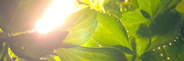 PeacePeaceleaf1 Profile Banner