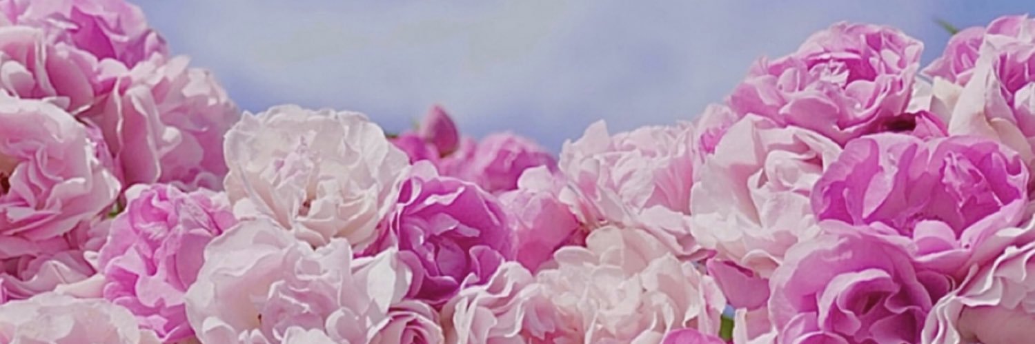 🌸チャコ🌸 banner