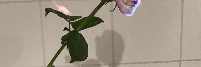 amitatsoi's profile banner image