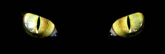 Jordan Qato 🐀 banner