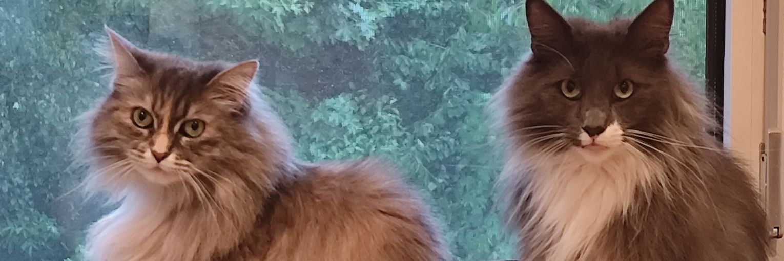 Daisyengel60's profile banner image