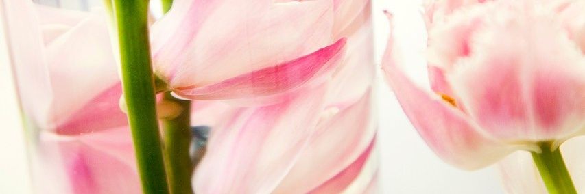 Fatima_HGS's profile banner image