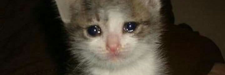 แมวแมวแมแวปแใแมว rest banner