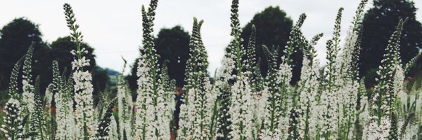 laura_dunstan_ Profile Banner
