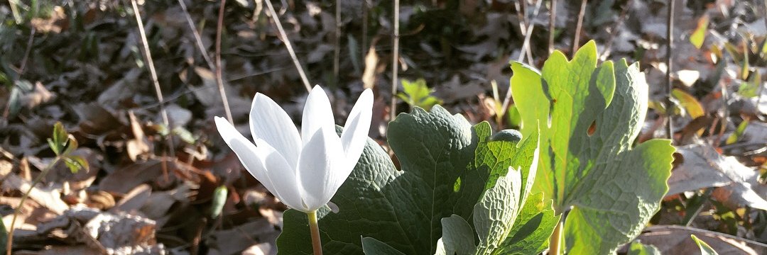 Mackenzie Caple banner