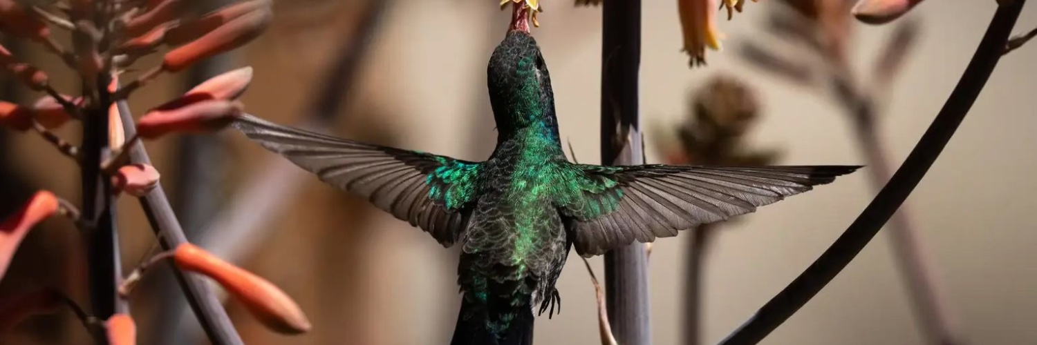 azcentral Environment banner