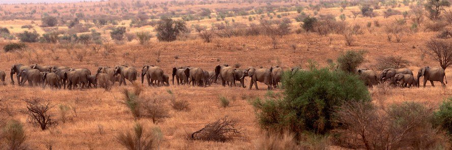 Mali Elephant Project banner