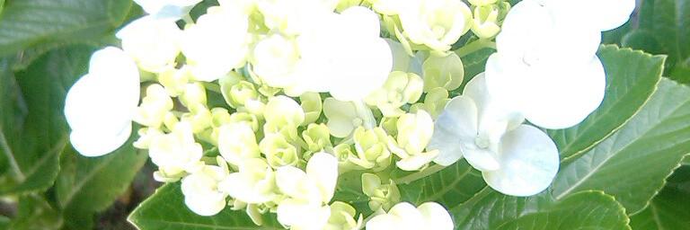 hayooloh_'s profile banner image
