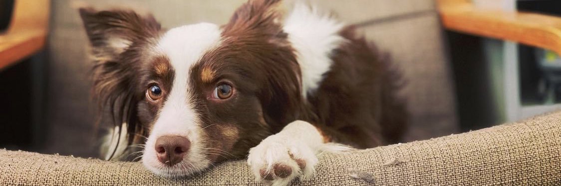 🇵🇭 x 🇨🇦 Prophecy banner