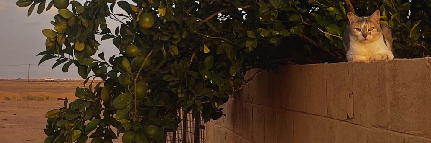 ᏚᎻᎬᎬᎷᎪᎻ🐪 banner