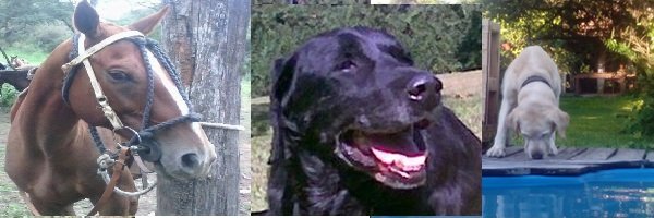 Free Flying for ever my friends Sorry banner