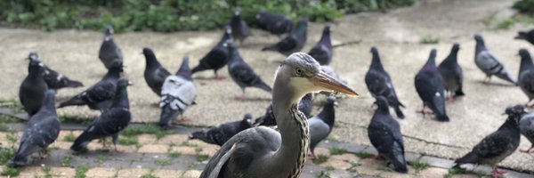 taragh Profile Banner