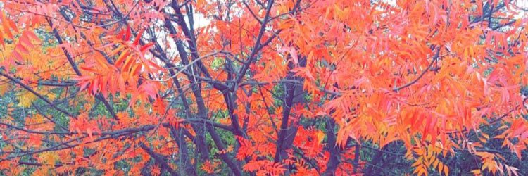jesstheness2's profile banner image