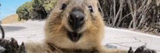 Emmy Cch19 🇦🇺🇬🇧🇦🇺🇦🇺 banner