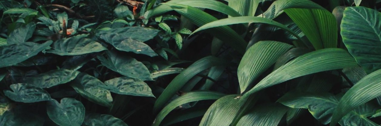 fr0tails's profile banner image