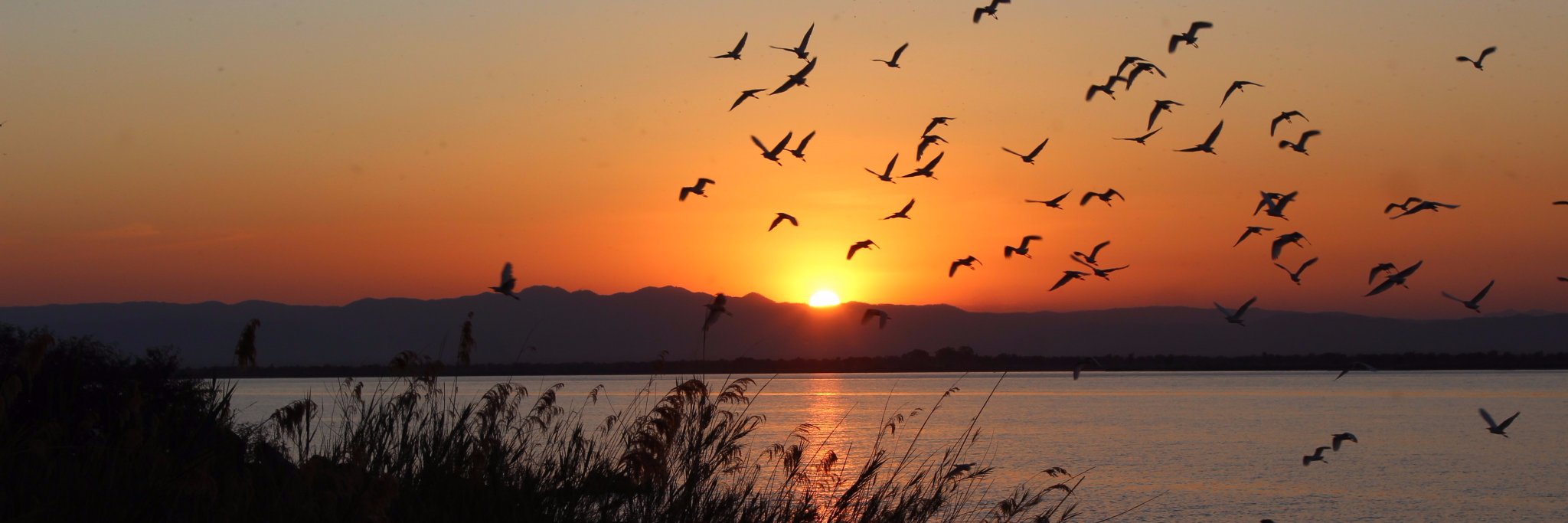 Logos Open Culture banner